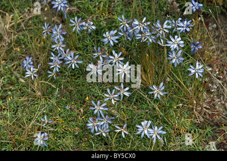 Edelweiss (Fueguian Perezia sp.) fleurs shore Laguna Bombilla Lago Fagnano au nord-est de la Patagonie Ushuaia Tierra del Fuego Banque D'Images