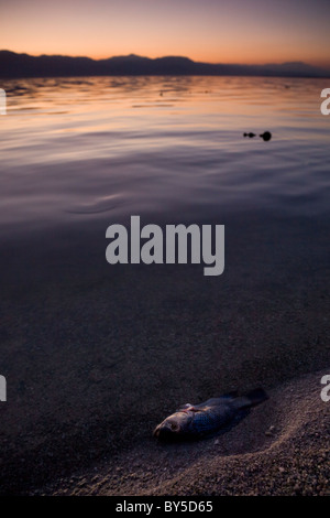 Les poissons morts flotter le long du rivage de la mer de Salton dans le désert du Colorado, Californie, USA. Banque D'Images