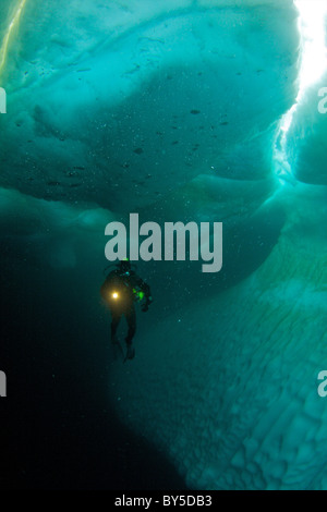 Plongée sous-marine de l'Arctique canadien sur le Floe Edge Pond Inlet, île de Baffin, Nunavut, Canada Banque D'Images