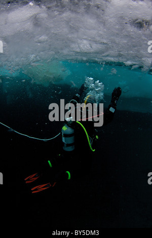 Plongée sous-marine de l'Arctique canadien sur le Floe Edge Pond Inlet, île de Baffin, Nunavut, Canada Banque D'Images