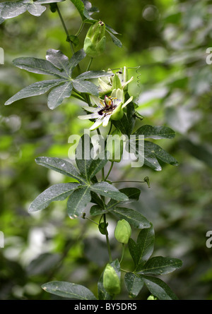 La passiflore bleue alias Hardy la Passiflore ou fleur de la Passion Passiflora caerulea décidues, Passifloraceae. L'Amérique du Sud. Banque D'Images