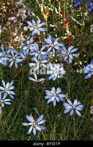 Edelweiss (Fueguian Perezia sp.) fleurs shore Laguna Bombilla Lago Fagnano au nord-est de la Patagonie Ushuaia Tierra del Fuego Banque D'Images