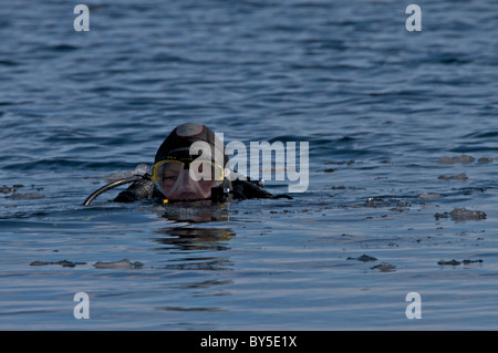 Plongée sous-marine de l'Arctique canadien sur le Floe Edge Pond Inlet, île de Baffin, Nunavut, Canada Banque D'Images