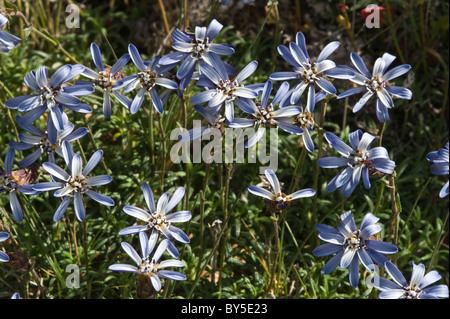 Edelweiss (Fueguian Perezia sp.) fleurs shore Laguna Bombilla Lago Fagnano au nord-est de la Patagonie Ushuaia Tierra del Fuego Arg Banque D'Images