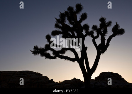 Joshua Tree (Yucca brevifolia) ossature au crépuscule dans Joshua Tree National Park Banque D'Images