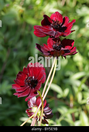 Cosmos chocolat Cosmos atrosanguineus, Asteraceae, Banque D'Images