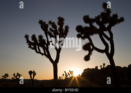 Joshua Trees (Yucca brevifolia) silhouette au coucher du soleil dans la région de Joshua Tree National Park Banque D'Images