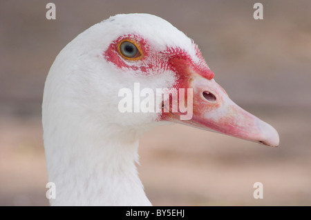 Portrait d'une femelle de canard de Barbarie (Cairina moschata) Banque D'Images