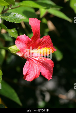 Mandrinette ou Augerine, Hibiscus fragilis, Malvaceae, Maurice. Extrêmement rare, en voie de disparition. Banque D'Images