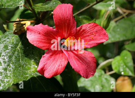 Mandrinette ou Augerine, Hibiscus fragilis, Malvaceae, Maurice. Extrêmement rare, en voie de disparition. Banque D'Images