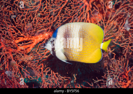 Papillons de Klein (Chaetodon kleinii) avec des gorgones. Misool, Raja Ampat, Papouasie occidentale, en Indonésie. Banque D'Images