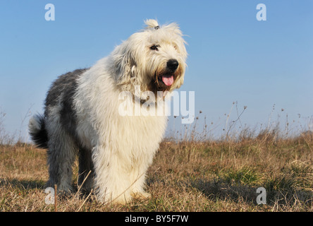 Old English Sheepdog race debout dans un champ Banque D'Images