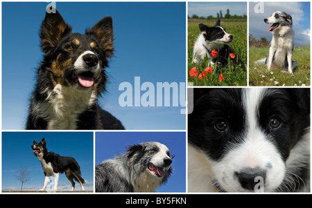 Image composite avec chiens et chiots de race border collie Banque D'Images