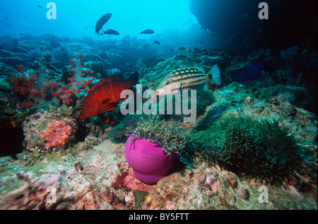 Checkered, decussatus) et de corail de derrière (Cephalopholis minata) sur les récifs coralliens avec des anémones et des coraux mous. Banque D'Images
