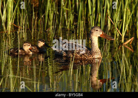 Une mère Canard souchet avec deux canards bébé. Banque D'Images