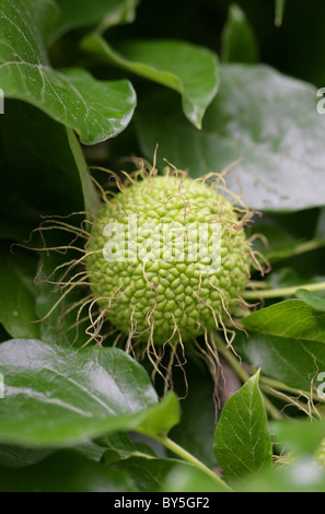 Osage Orange, Osage-orange, pomme, Bois d'Arc, Bodark ou Moraceae Maclura pomifera, Centre-Sud, USA, Amérique du Nord. Banque D'Images