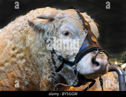 Portrait d'un magnifique taureau charolais pure race Banque D'Images