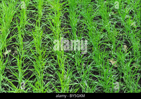 Pousses vertes de blé cultivées dans le champ au printemps. Banque D'Images