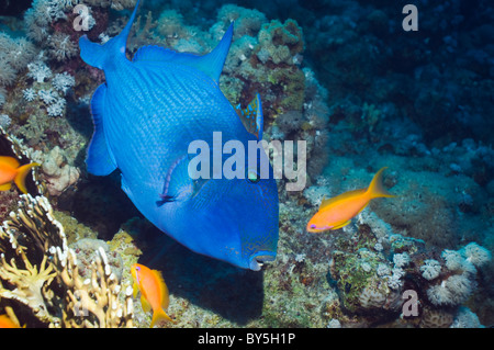 Pseudobalistes fuscus (Balistes bleus). L'Egypte, Mer Rouge. Banque D'Images