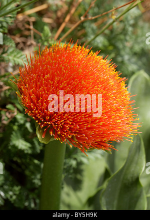 Lily, Lily de sang royal, Serpent ou Lily Lily, Pinceau, Haemanthus Scadoxus puniceus puniceus, Amaryllidaceae, Afrique australe. Banque D'Images