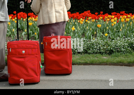 Bagages et coloré tulipes, Victoria Embankment Gardens, London, England, UK Banque D'Images