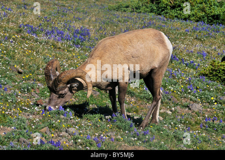 Le Mouflon des montagnes à Mt. Washburn, Parc National de Yellowstone Banque D'Images