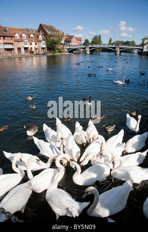 Cygnes sur Tamise avec Eton Bridge Windsor Banque D'Images