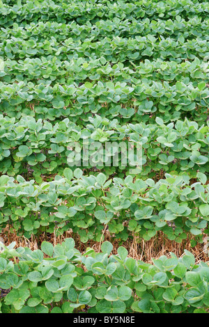 Vertical image de champ de soya avec des rangées horizontales de soja Graines de plantes dans un sol humide sombre Banque D'Images