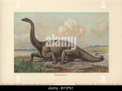 Le Diplodocus est un genre de dinosaure sauropode diplodocid disparue de la fin du Jurassique. Banque D'Images
