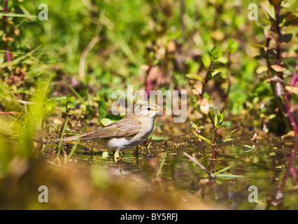 PHYLLOSCOPUS TROCHILUS WILLOW Banque D'Images