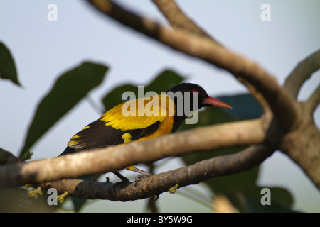 L'Oriole à capuchon noir Oriolus xanthornus, Sri Lanka. Banque D'Images