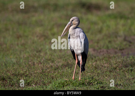 Asian Openbill ou asiatique Openbill Anastomus oscitante, Stork, Banque D'Images