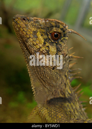 Photo de profil un dragon barbu (Pogona) Banque D'Images