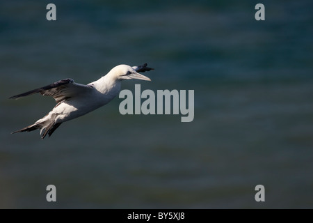 Fou de Bassan Sula bassana adultes, en vol au large de Bempton Cliffs. Banque D'Images