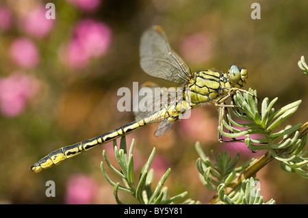 Le gomphe des rapides de l'Ouest 'libellule' Gomphus pulchellus mâle, Portugal Banque D'Images