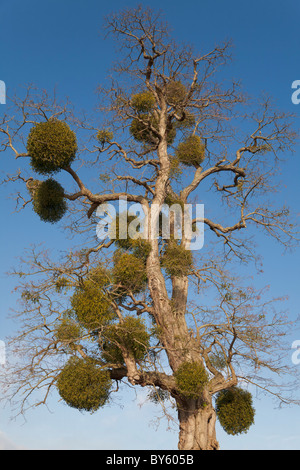 Le gui (Viscum album) poussant sur un arbre Banque D'Images