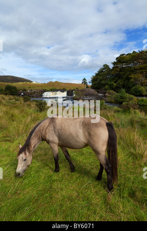 Cheval à côté de l'Aasleague Falls, près de Souillac ou Leenane, comté de Galway, Irlande Banque D'Images