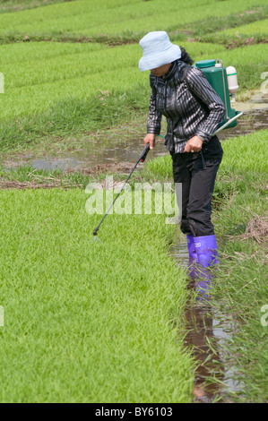 La pulvérisation de pesticides sur les paysans de la Chine pendant la période des récoltes de riz dans la province du Yunnan Banque D'Images