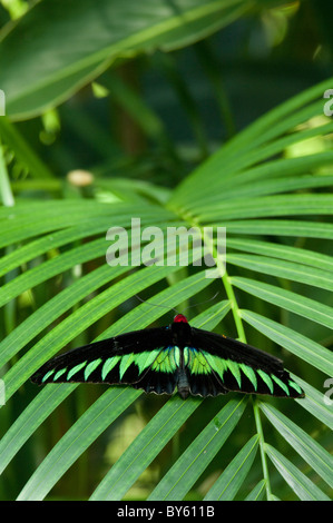 La Malaisie, île de Penang, Penang Butterfly Farm. Brooke Rajah's de la CITES, la Malaisie's national papillon. Banque D'Images