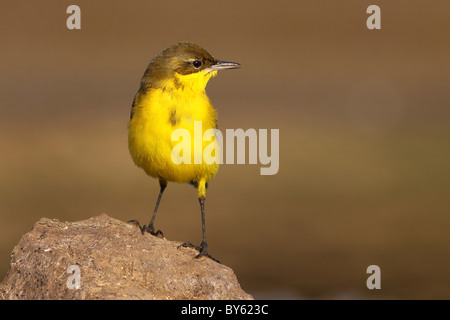 La bergeronnette printanière (Motacilla flava) dans un milieu humide. Banque D'Images