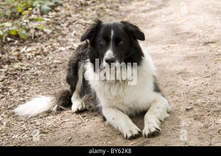 Colley chien couché et debout face à l'alerte sur l'appareil photo. Banque D'Images