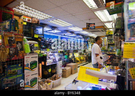 Poisson porter chance aux Chinois Tung Choi Street North Section dans Mong Kok l'endroit pour les poissons tropicaux Banque D'Images