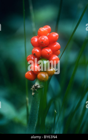 Lords et Ladies, Arum maculatum, également connu sous le nom de Jack in the Pulpit, cuckoo pint, Banque D'Images