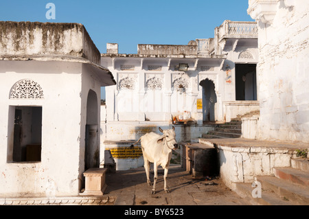 Vache blanche à Pushkar Banque D'Images