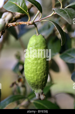 La goyave ananas ou Guavasteen, Acca sellowiana Feijoa sellowiana Myrtaceae, syn. Fruit non mûr. Banque D'Images