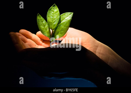 Image d'une nouvelle plante verte dans les mains des hommes Banque D'Images