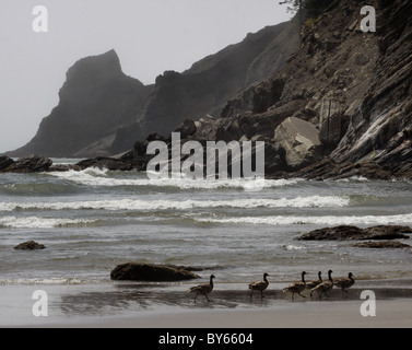 La Bernache cravant beach Oswald West State Park de brouillard de la côte de l'Oregon Banque D'Images