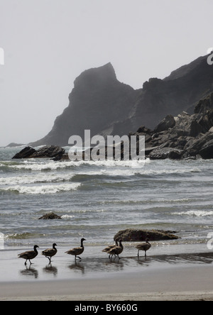 La Bernache cravant beach Oswald West State Park de brouillard de la côte de l'Oregon Banque D'Images