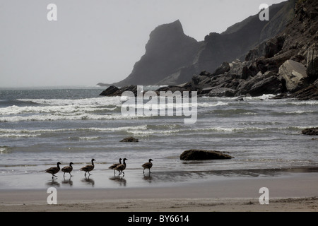 La Bernache cravant beach Oswald West State Park de brouillard de la côte de l'Oregon Banque D'Images