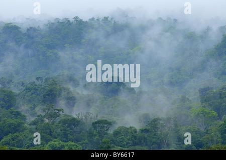 Dans la forêt tropicale de l'amazonie Brasil,vue de la verrière Banque D'Images